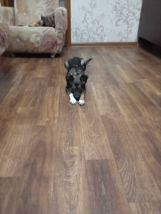 Отдается щенок в добрые руки