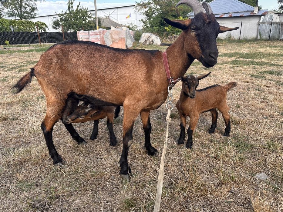 Capre Alpină Franceză + 2 iezi - de vânzare