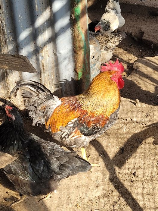 Инкубационное яицо