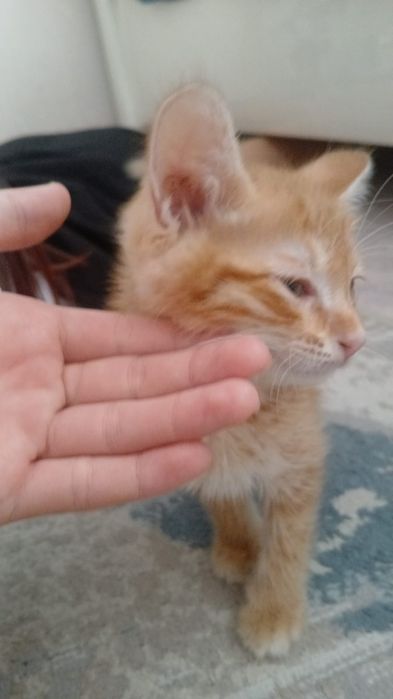 Котенок  бесплатно хорошее  руки
