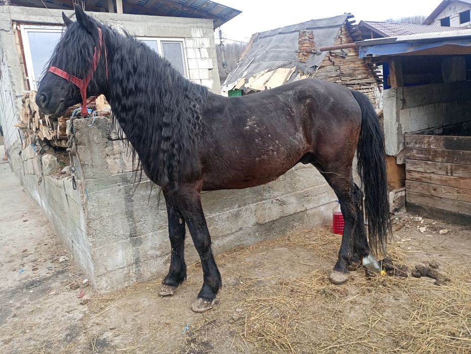 Se vinde armăsar de 7 ani cuminte