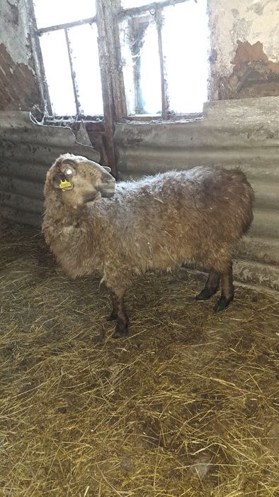 Продам овец и қошқар