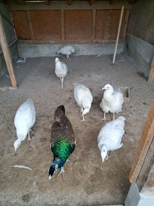 Pauni 2025 de vanzare