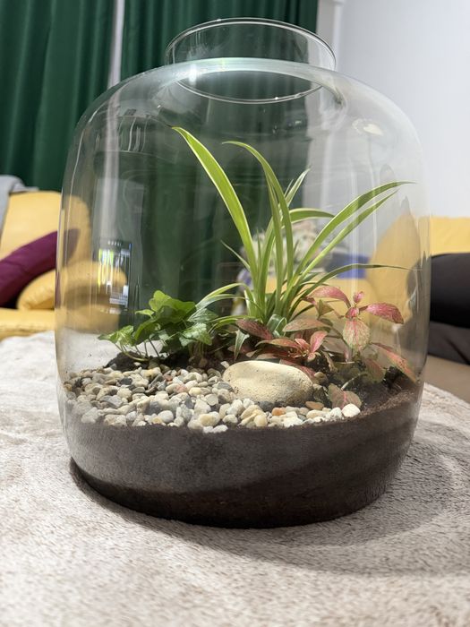Aranjament plante din sticla