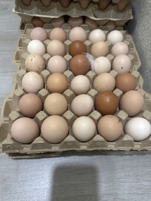 Яйцо домашних кур
