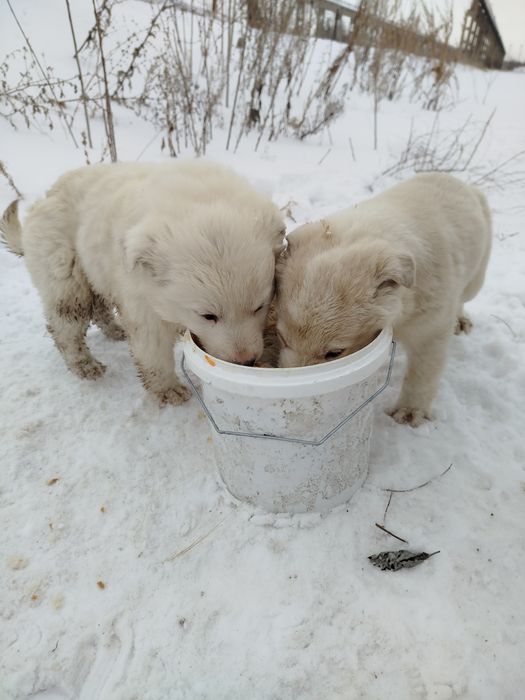 Отдам щенков бесплатно два мальчика и девочка