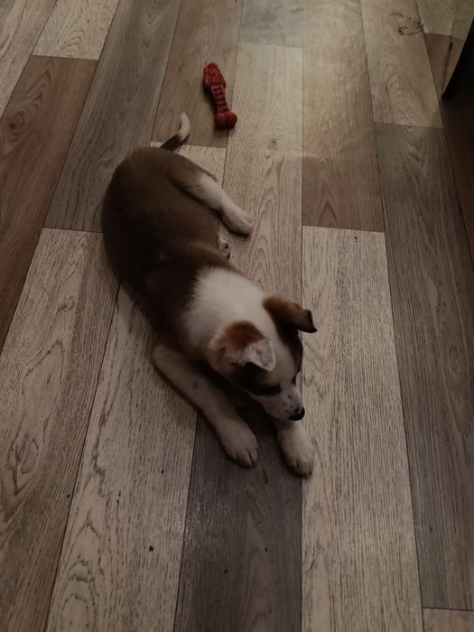 Ищет дом девочка!