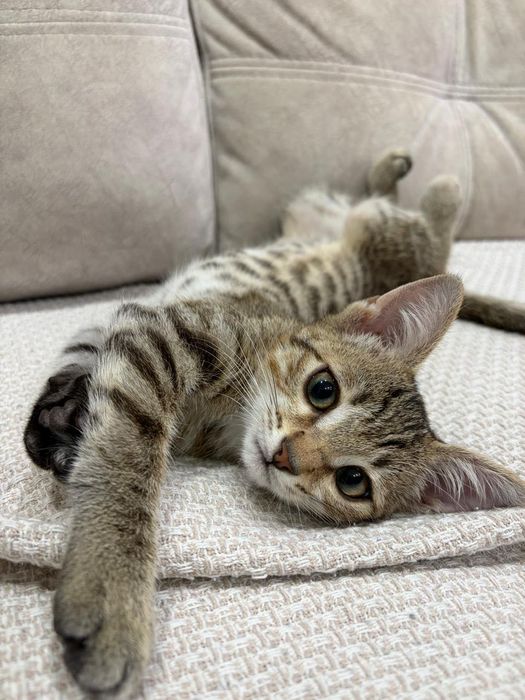 В добрые руки отделим котика