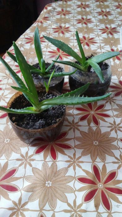 Отростки алоэ вера