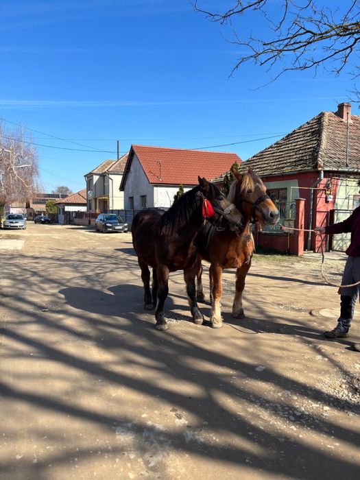 Iapă si manza  de vanzare