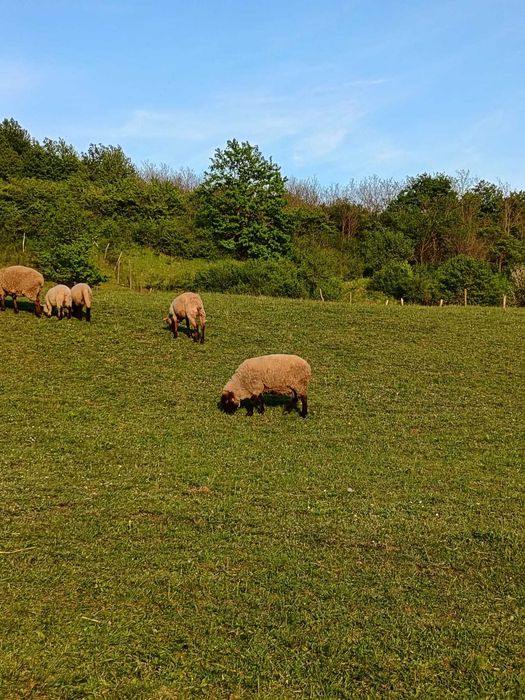 Rasa de carne suffolk