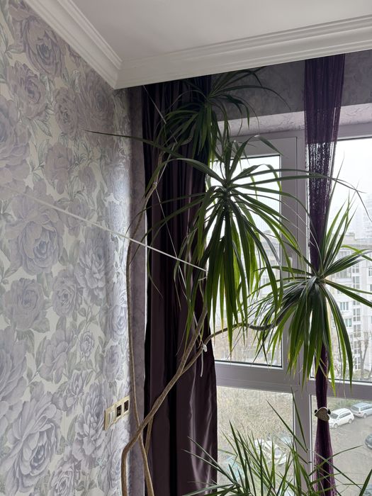 Голяма стайна драцена