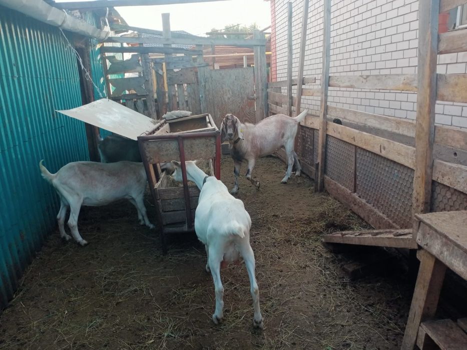 продам молочных  коз