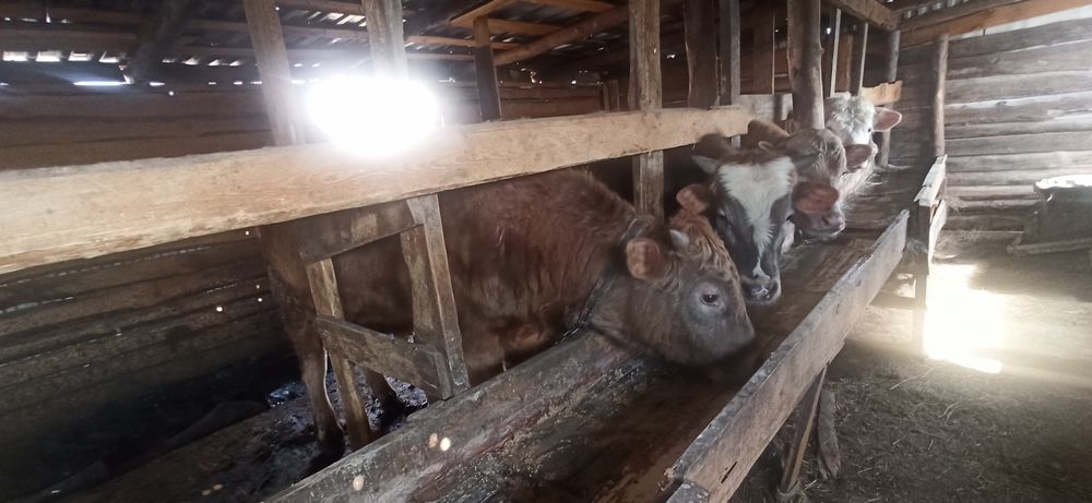 Продам бычка с откорма