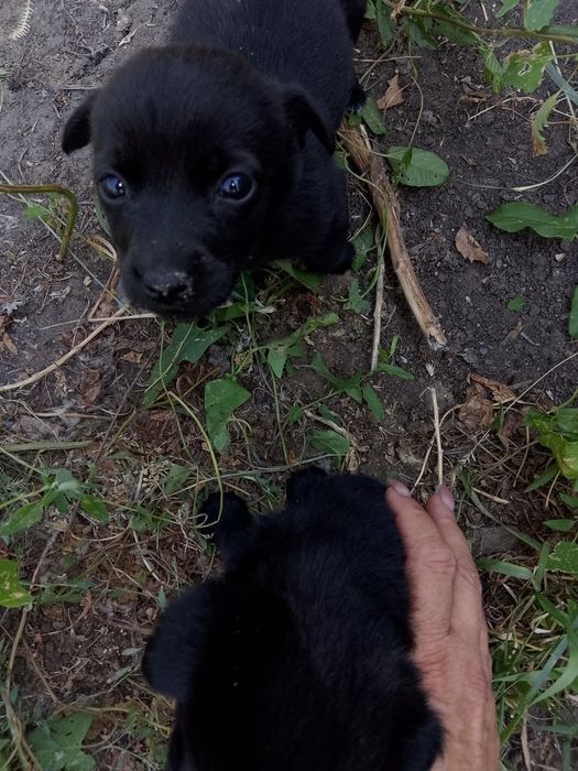 Отдам бесплатно щенят