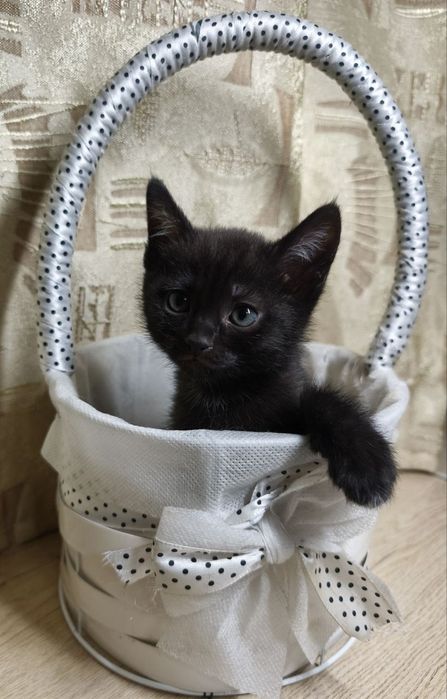 Малыши ищут домик!