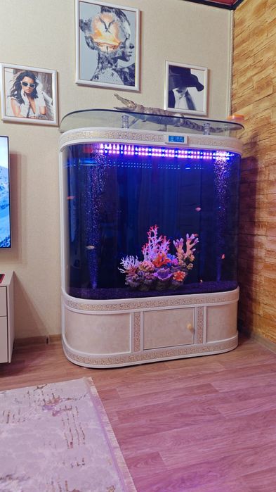 Продаю коралл для аквариума