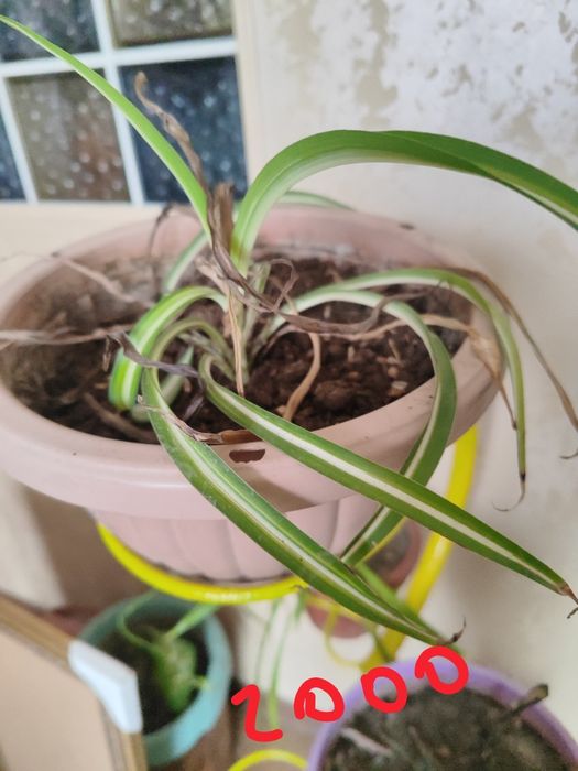 Продам комнатные цветы