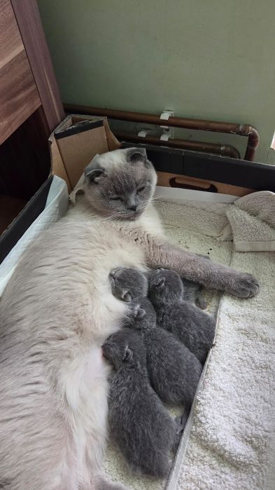 Puiuți Scottish Fold/Straight