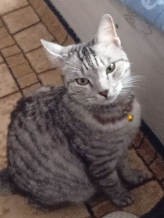 Кошечка породы Египетская МАУ.