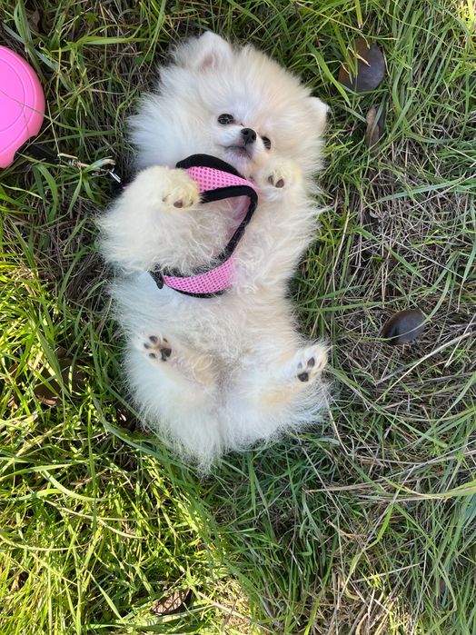 Женски мини померан