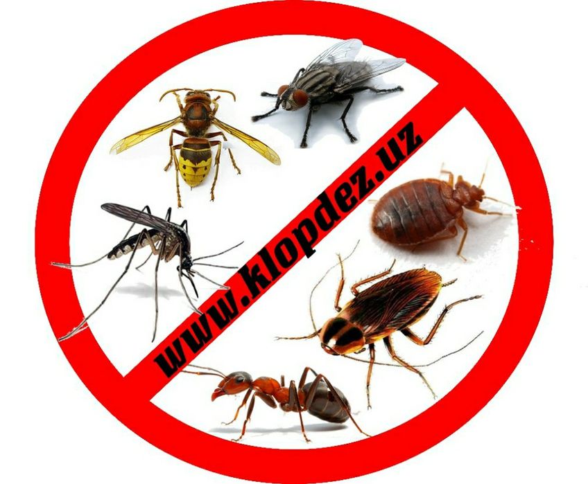 Dezinfeksiya dezinfeksiya klapa дезинфекция дезинсекция дератизация
