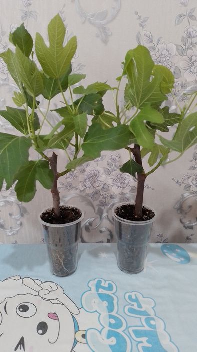 Укоренённые черенки инжира