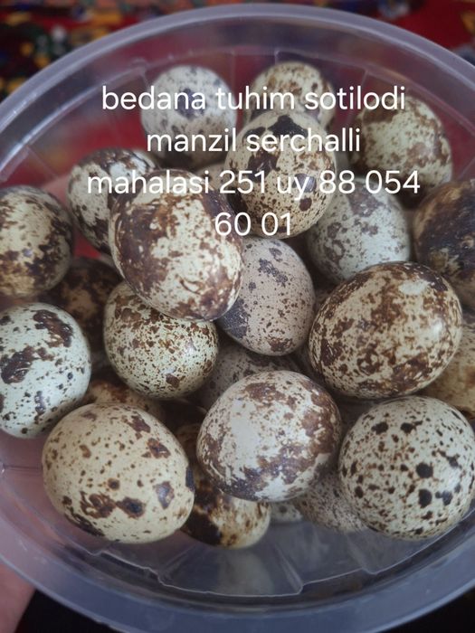 Salom bedana tuhim sotilodi manzil xivo dastafka ham bo