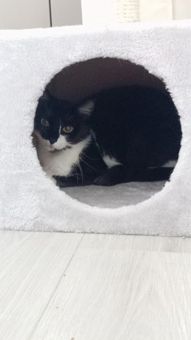 Черно бяло коте търси дом