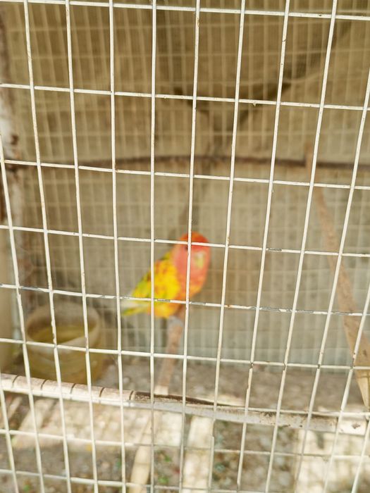 Toʻtilar sotiladi Turkiyadan kelgan ochirsa boʻladi