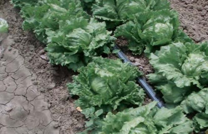 BANDA PICURARE, 6 sau 8 mil, picurare 10cm...30cm, Role 500ml...3000m