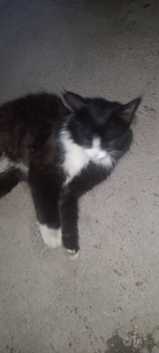 Sotiladi Xonaki aqlli mushok