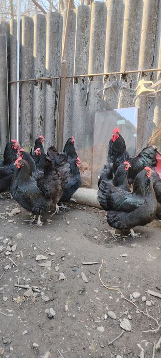 Ouă gaini australorp
