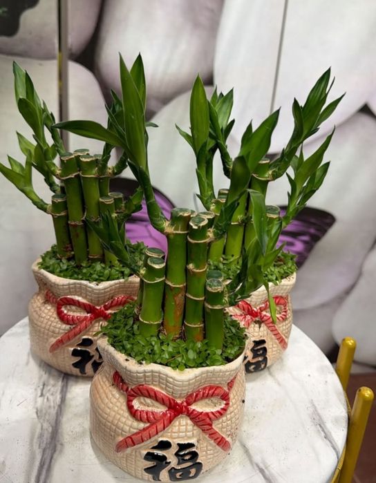 Комнатные растение