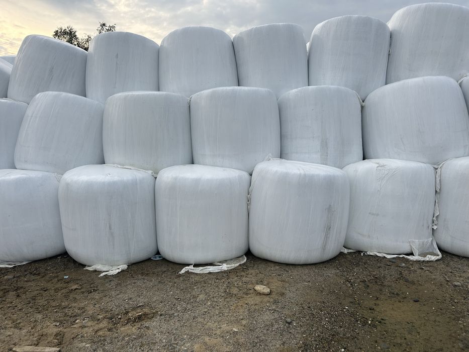 vand baloti de siloz de porumb