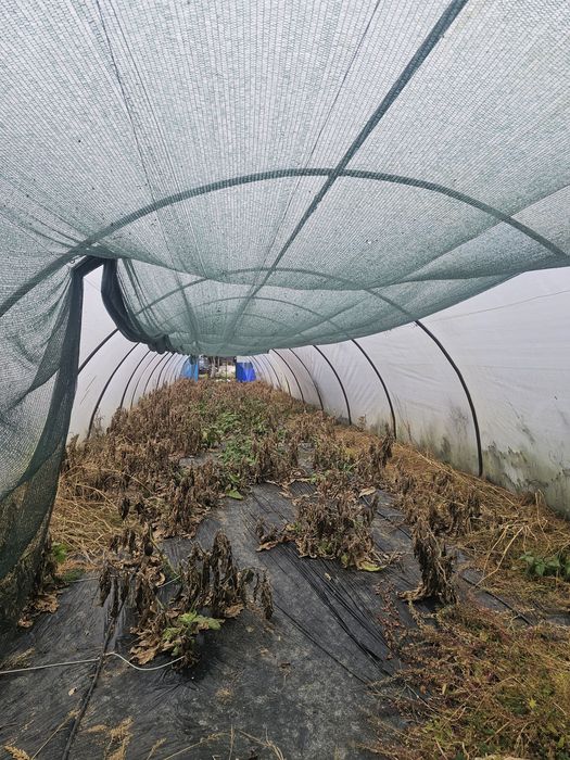 Arce solar sau  solar !