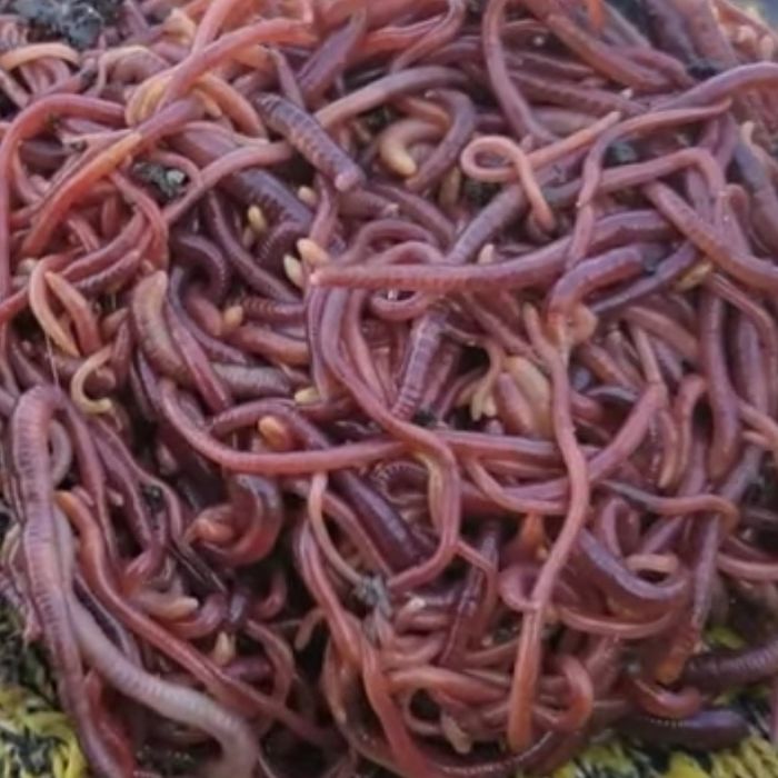 Красные Калифорнийскии черви.