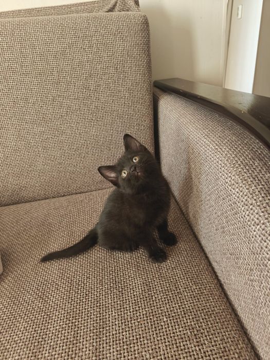 Отдам котенка мальчика