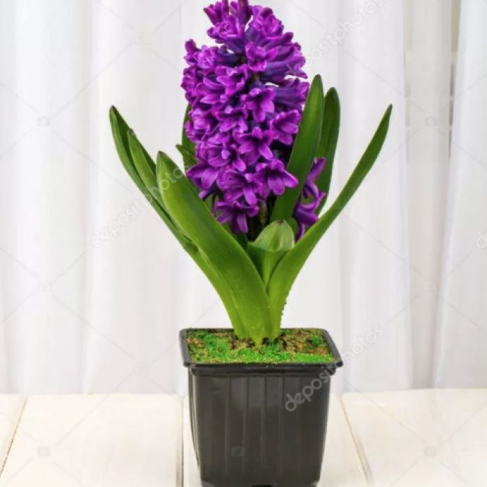 ГИАЦИНТ на 8 марта Бронируем!