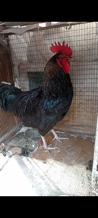 Қораз қораз қораз