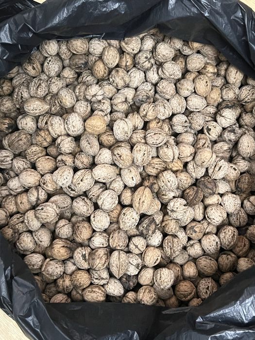 Грецкий орех урожай этого года