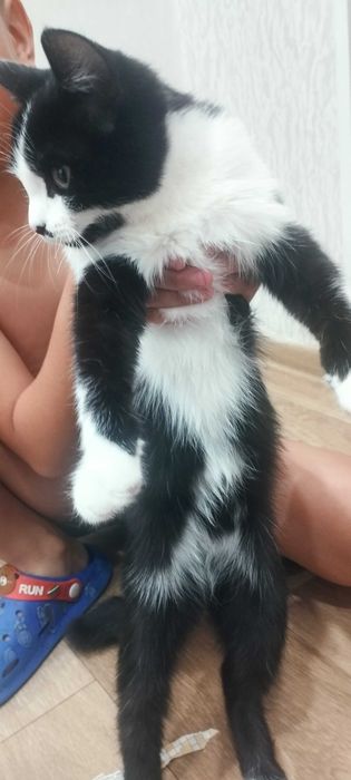 Котёнок 3 месяца