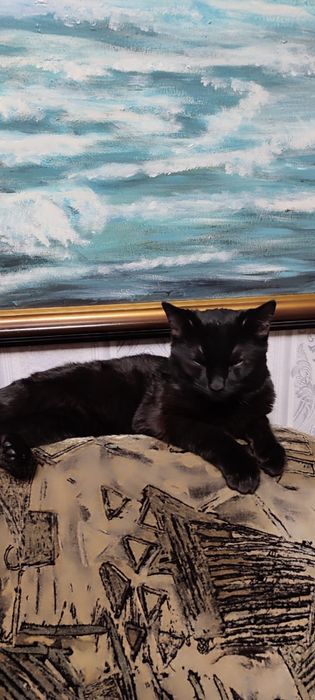 Котик в добрые руки !