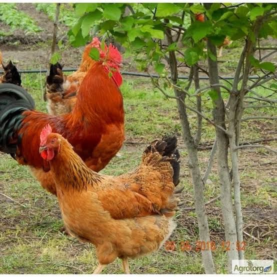Продам семейку домашних кур
