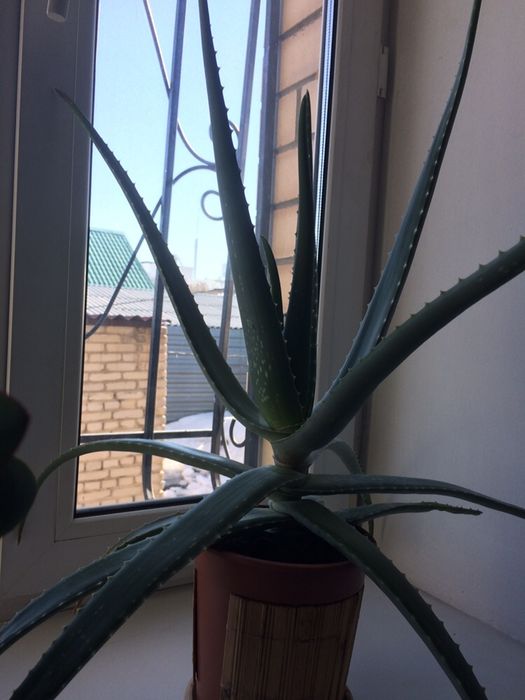 Алоэ лечебное более 3 лет