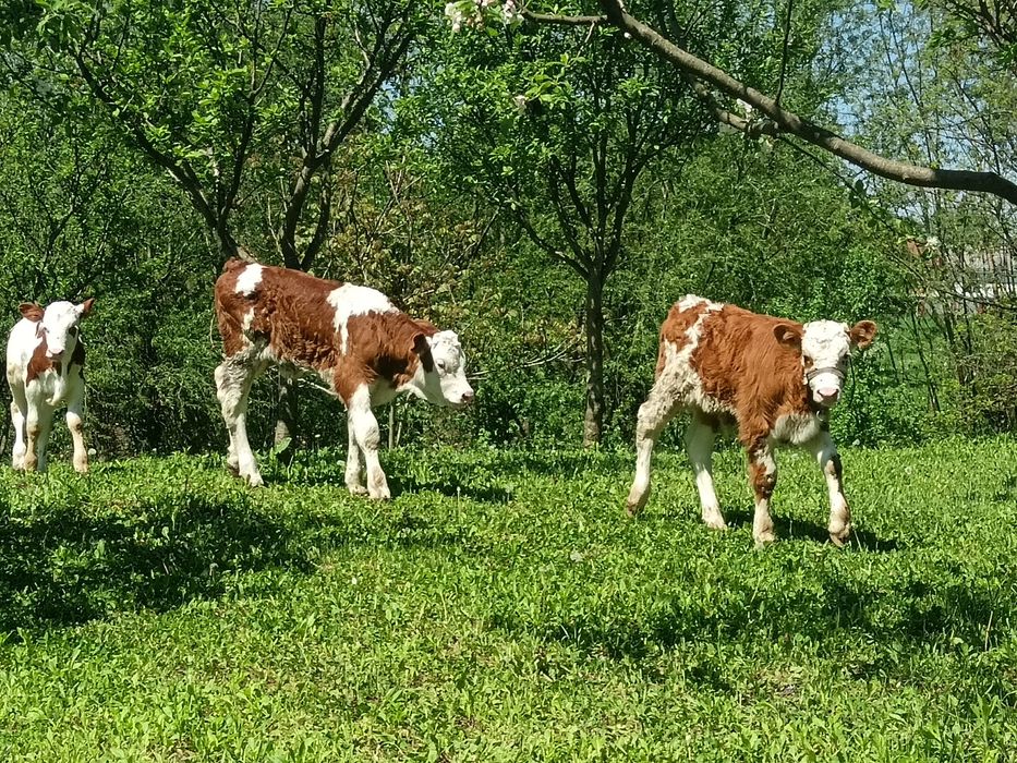 3 Taurasi !!!!i 4  vițele bălțate de pus la vaca