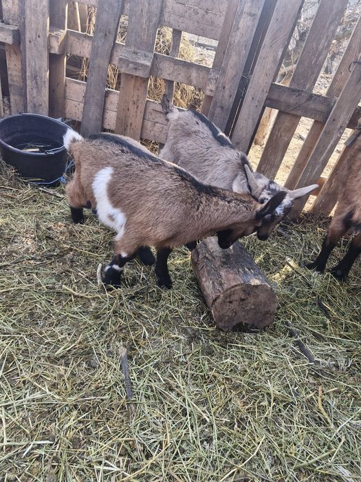 Iezi de vanzare viu sau carcasa