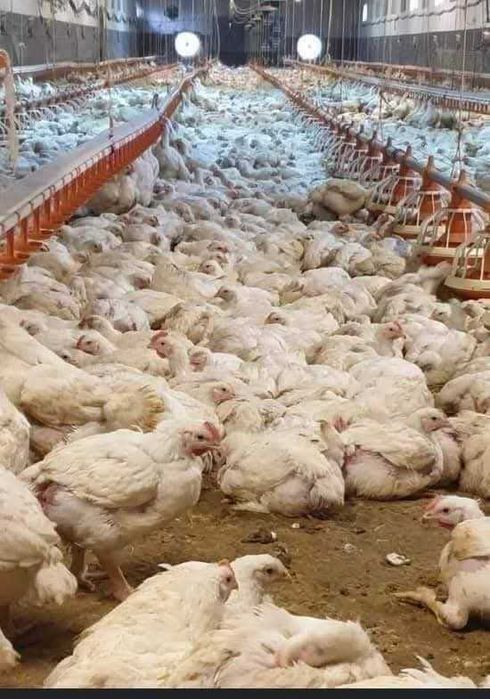 Pui de rasă mixtă și alb de carne si de ouă