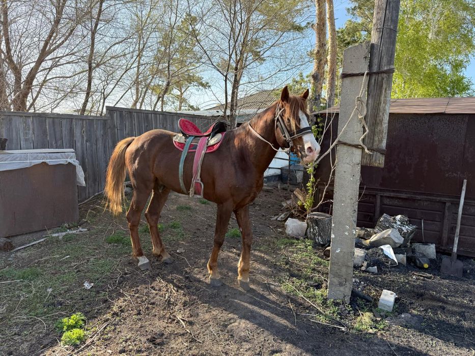 Жеребец англо дончак