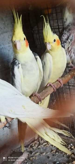 Продам попугай молодые корелл